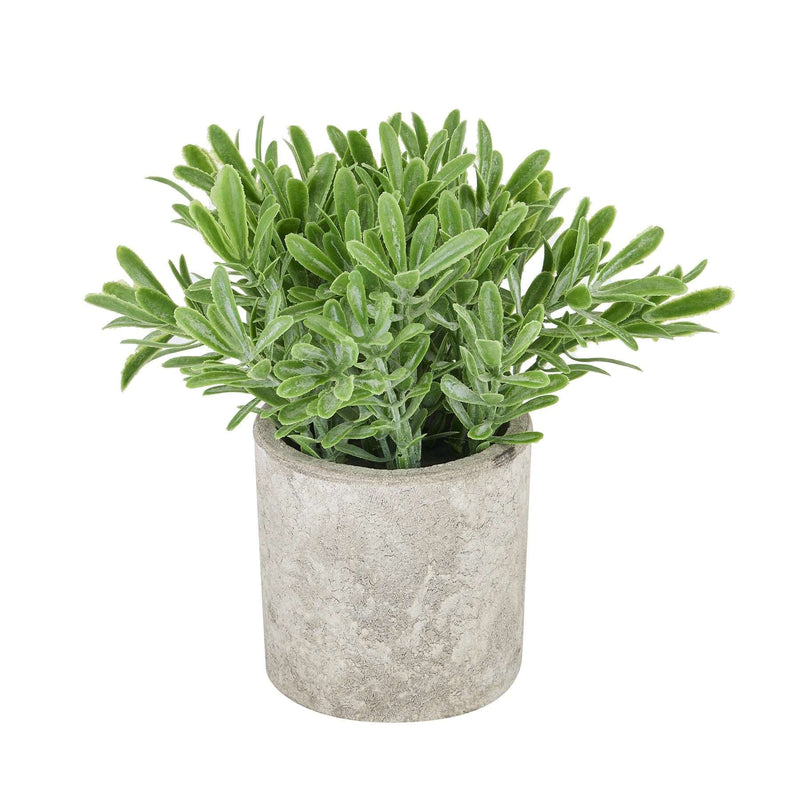 Buxus Plant In Stone Effect Pot-TrendGoat