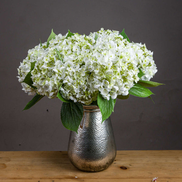 White Lace Cap Hydrangea-TrendGoat