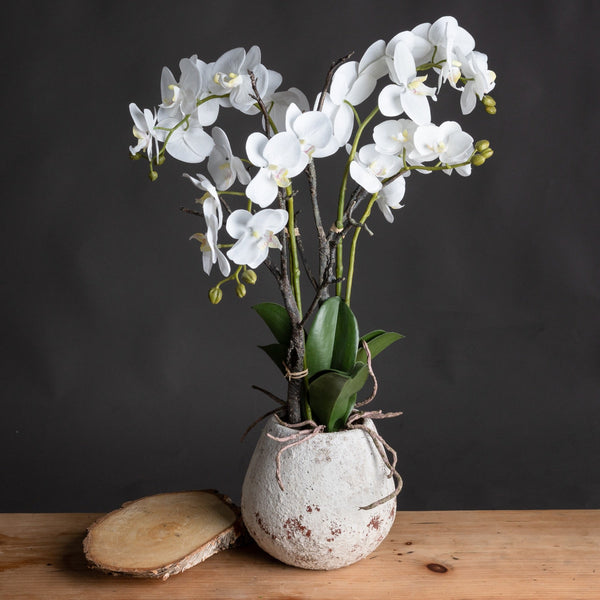 White Orchid In Stone Pot-TrendGoat