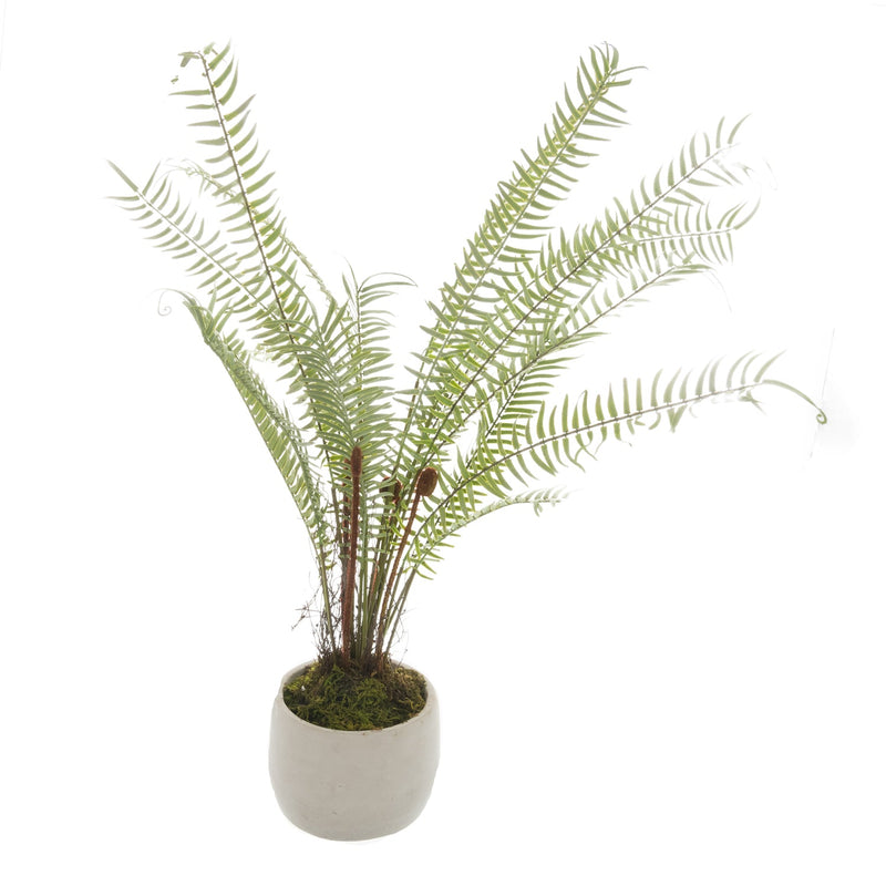 White Potted Boston Fern-TrendGoat